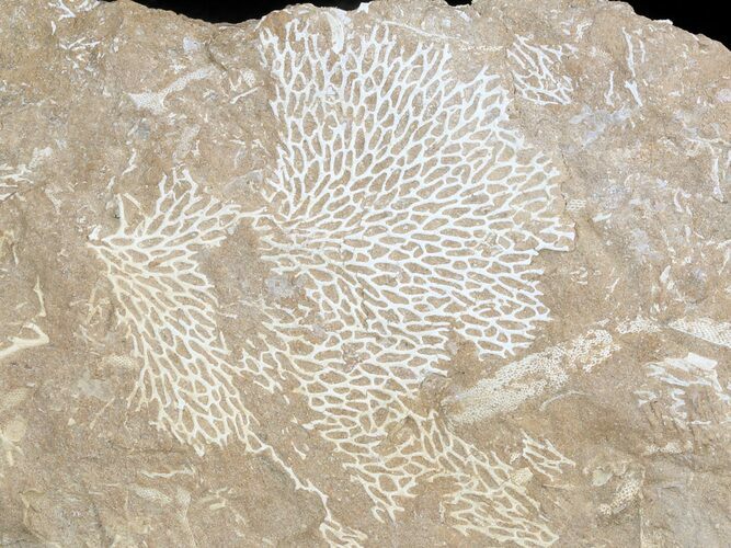 Ordovician Bryozoan (Chasmatopora) Plate - Estonia #47446